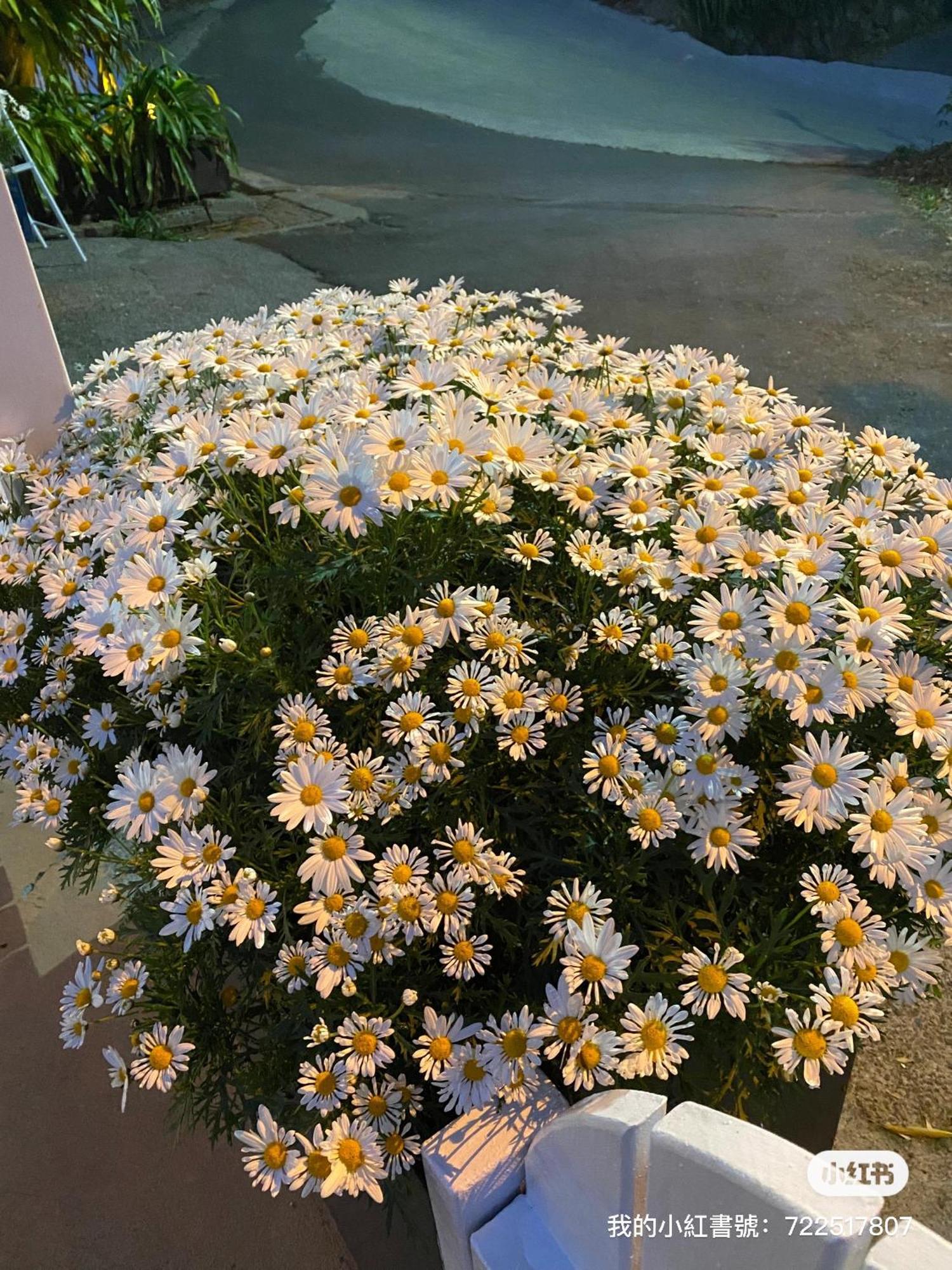 Alishan Tea Garden B&B Fenchihu Zewnętrze zdjęcie